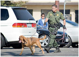K-9
