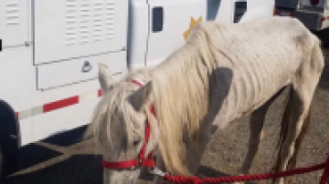Malnourished horse