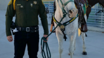 Drug Walk 2018 Dep. A. Deedrick with a horse