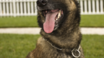 Police K-9 Noa