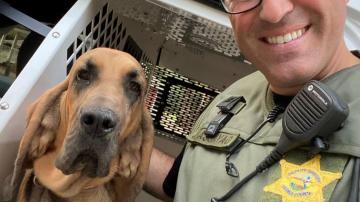 K-9 Remi