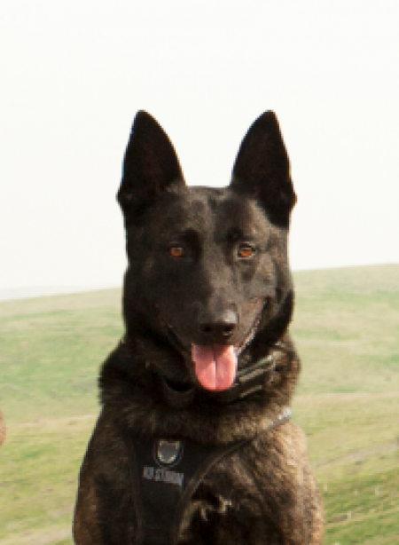 Retired Police Service Dog, Sando